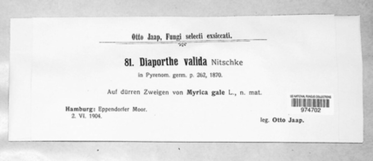 Diaporthe valida image